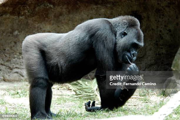 September 2003. Barcelona Zoo 'Copito de Nieve' Albino Gorilla Copito's young