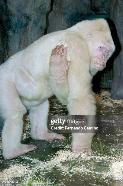 September 2003. Barcelona Zoo 'Copito de Nieve' Albino Gorilla