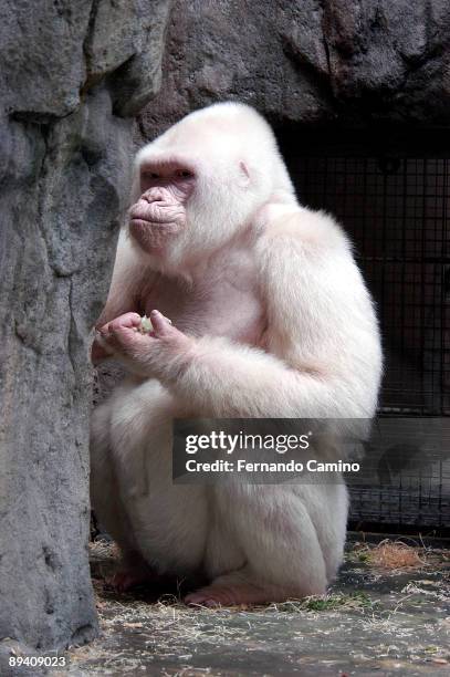 September 2003. Barcelona Zoo 'Copito de Nieve' Albino Gorilla