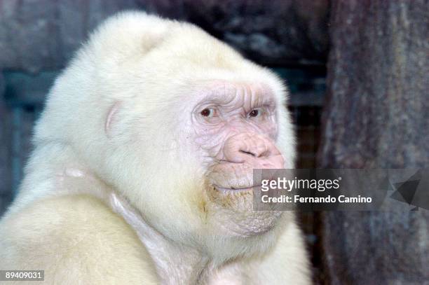 September 2003. Barcelona Zoo 'Copito de Nieve' Albino Gorilla