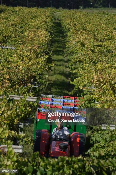 Grape harvest in Agro de Bazan cellar. Albarino.