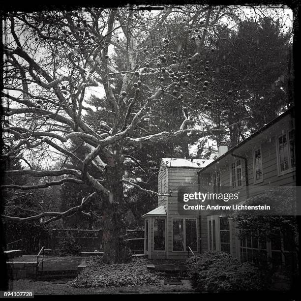 Suburban house sits next to a 300 year old Sycamore tree during the first snow of the year on December 9, 2017 in New Canaan, Connecticut.