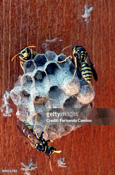 wasps' nest. - insectos stock pictures, royalty-free photos & images