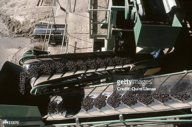 January / February, 2002. Arjona, Jaen . Spain. Manufacture of the olive oil. "Cooperativa San Fernando", place were the olive is smashed to get the...