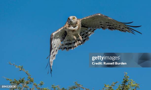 black chested snake eagle in flight - black chested snake eagle stock pictures, royalty-free photos & images