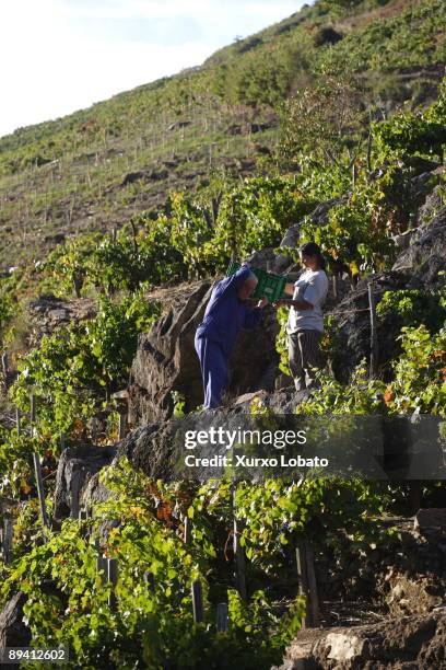 Grape harvest in Ribeira Sacra. Galicia.