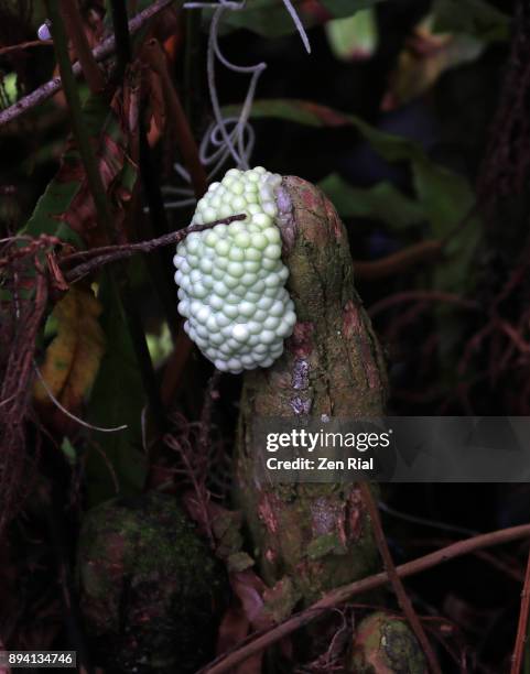 apple snail eggs attached to a cypress knee in loxahatchee national wildlife refuge, florida - caracol manzana fotografías e imágenes de stock