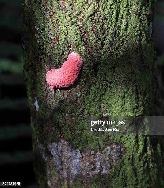 apple snail eggs attached to a cypress tree in loxahatchee national wildlife refuge, florida - caracol manzana fotografías e imágenes de stock