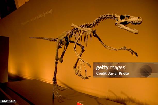 Dinosaur in the Jurassic Museum of Asturias. Colunga-Lastres. Asturias.