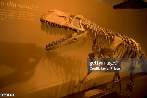 Dinosaur exhibited in one of the rooms of the Jurassic Museum of Asturias. Colunga-Lastres. Asturias.