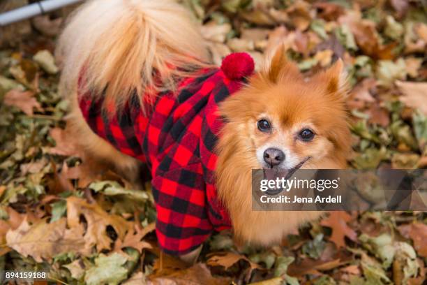 hipster dog wearing red flannel shirt - buffalo plaid stock pictures, royalty-free photos & images