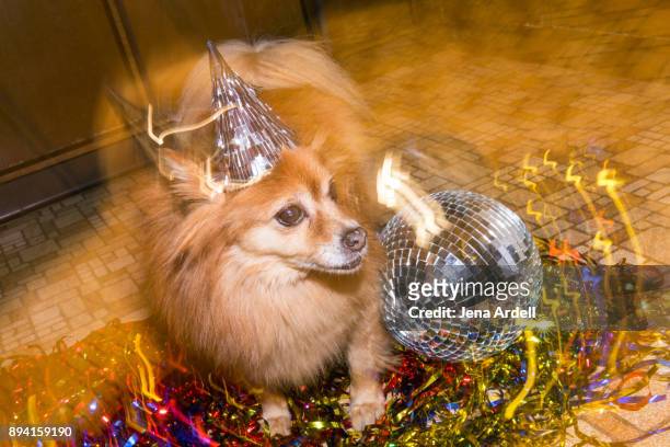 party dog birthday dog new years eve dog wearing party hat - new years eve party photos et images de collection