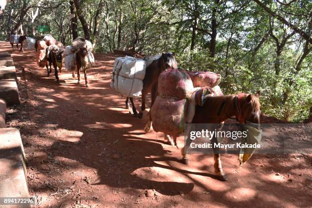 horses carrying goods in matheran - matheran stock pictures, royalty-free photos & images