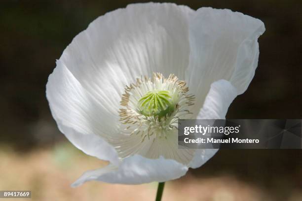 White poppy, .