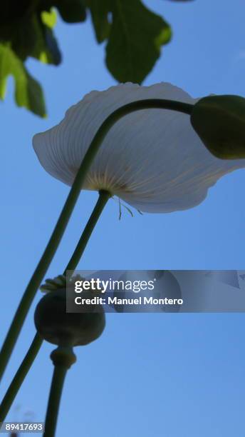 White poppy, .