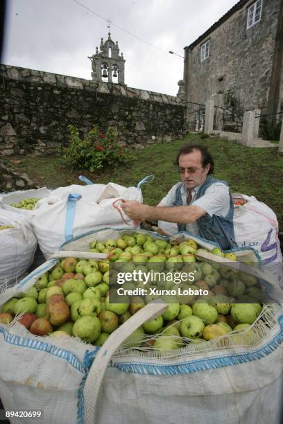 Galicia. Manzanova. Galician cider. A man collecting apples