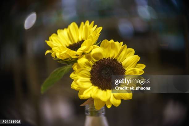 sunflowers - curd juergens 個照片及圖片檔