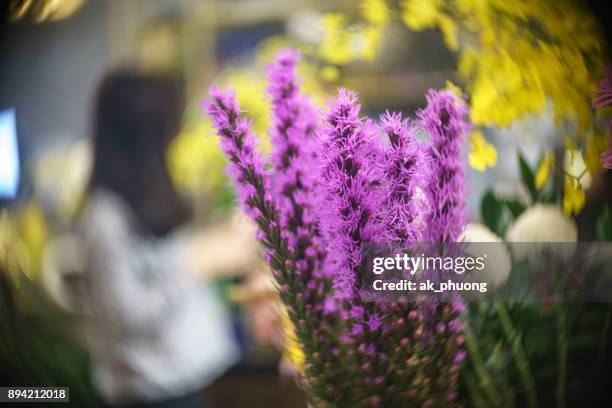 liatris spicata, button snake wort, dense blazing star, or prairie gay feather, - curd juergens stock pictures, royalty-free photos & images