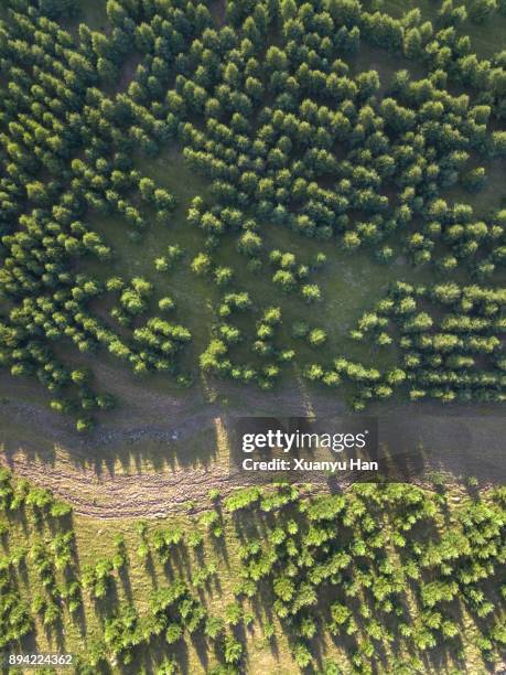 aerial view of nature forest - baumschule stock-fotos und bilder