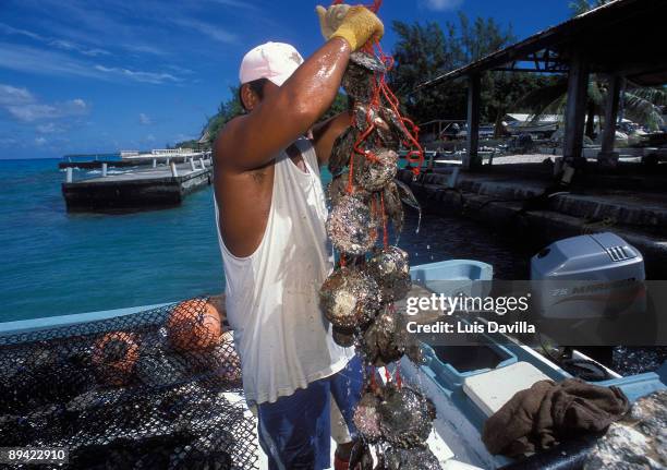 Pearl Cultivation. Rangiroa, French Polynesia. In the image, fisherman showing the capture of oysters