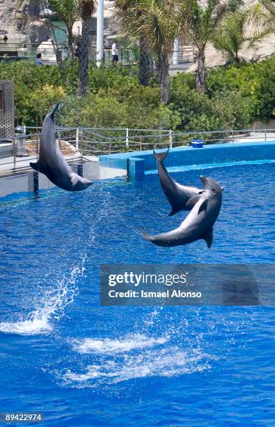 Arts and Sciences City Oceanographic, Europe's biggest aquarium. Dolphins show.
