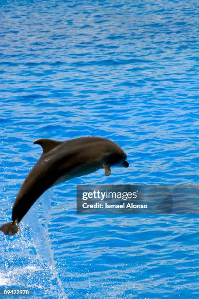 Arts and Sciences City Oceanographic, Europe's biggest aquarium. Dolphin jumping