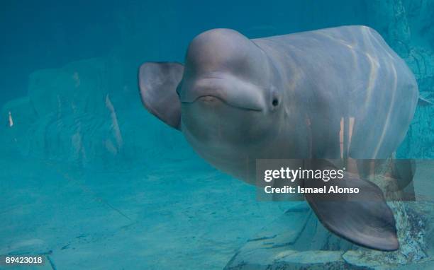 Arts and Sciences City Oceanographic, Europe's biggest aquarium. Beluga whale