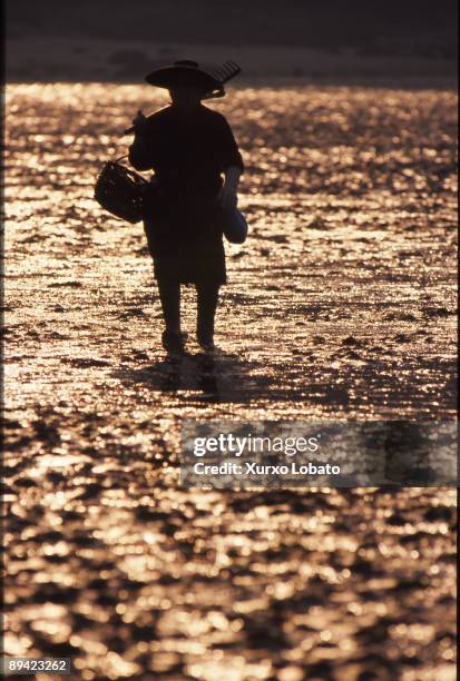 Woman shellfisher walking in Noia beach at dawn. Rias Bajas. A Coruna.