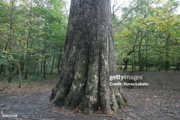 Avo , one of the oldest eucalyptus trees of Galicia, in the Souto de Retorta Forest, Chavin, Viveiro .