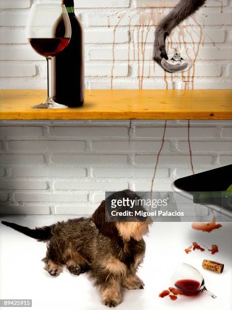 November 06, 2006. Madrid, Spain. Photomontage of a pedigreed dog teckel observing the play unfolded by a monkey in the kitchen.