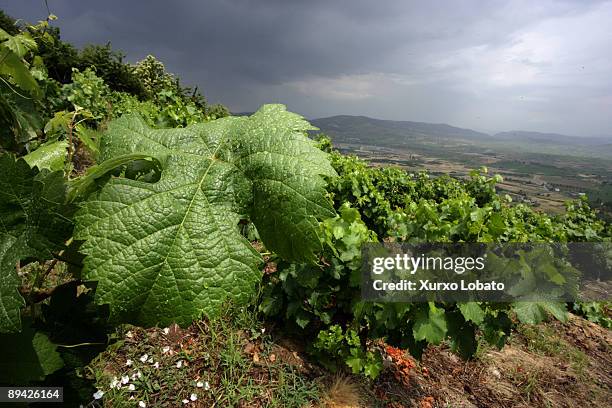 el bierzo. leon. fray sarmiento martin codax cellar. vineyards. - arboles frutales stock pictures, royalty-free photos & images