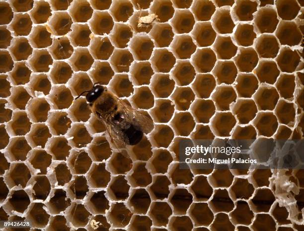 November 2006. Bee in a honeycomb