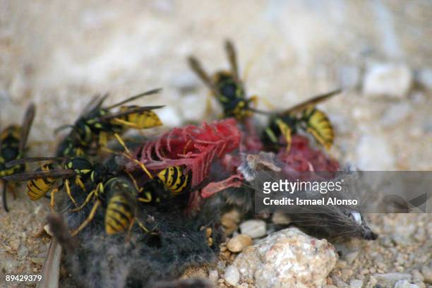 Zahara de los Atunes, Cadiz. Andalucia . Wasps devouring a mouse.