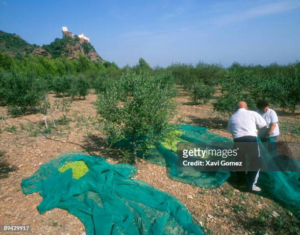 Montroig del Camp, Tarragona. Catalonia . Harvesting of olives.