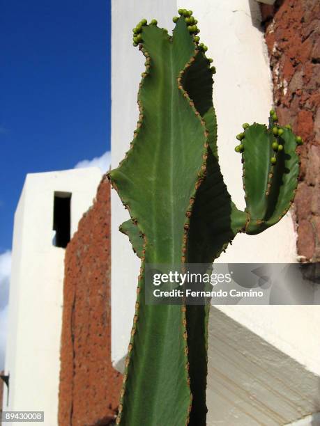 Playa del Ingles. Las Palmas de Gran Canaria. Canary Islands, Spain. Cactus.