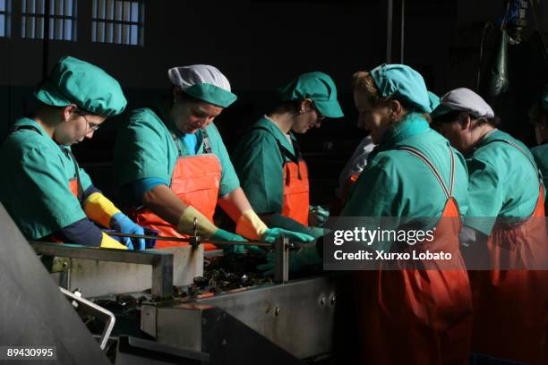 Sea food factory in O Grove. Pontevedra. Galicia. Woman working.