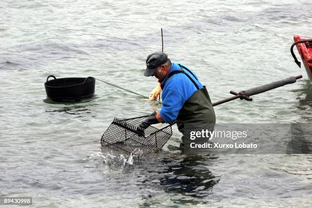 Man gathering sellfishs with a net
