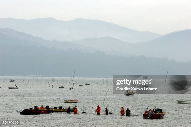 Men gathering sellfishs in Carril