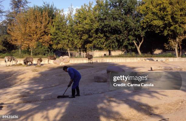 Man cleanig a cage with land mammals in Madrid Zoo.