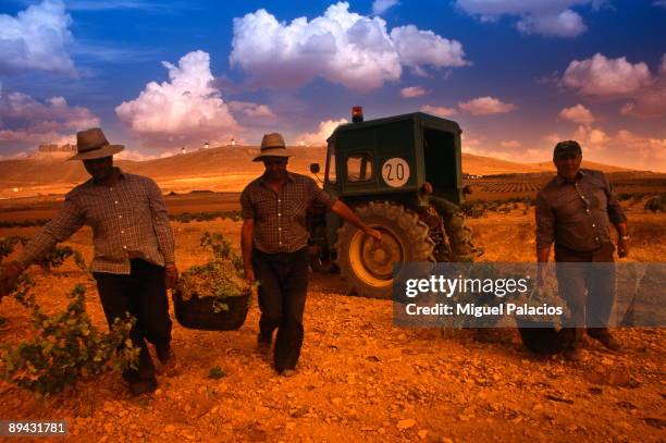 Workers in the vintage. Consuegra. Toledo. Castile La Mancha.