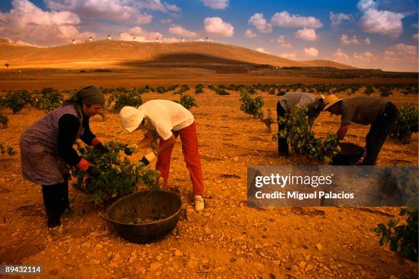 Workers in the vintage. Consuegra. Toledo. Castile La Mancha.