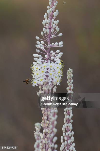sea squill (urginea maritima) blossoming - urginea maritima stock pictures, royalty-free photos & images
