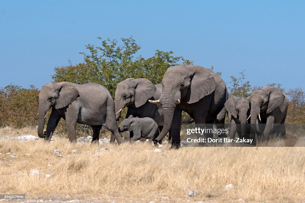 African Elephant (Loxodonta africana)