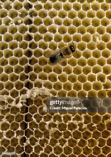 Bee in a honeycomb