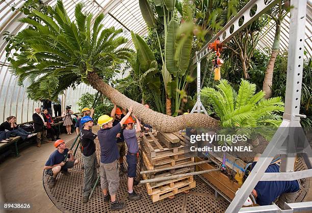 Year-old plant known as a cycad, and believed to be one of the oldest pot plants in the world, is re-potted at the Royal Botanical Gardens at Kew, in...