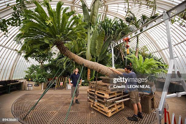 Year-old plant known as a cycad, and believed to be one of the oldest pot plants in the world, is re-potted at the Royal Botanical Gardens at Kew, in...