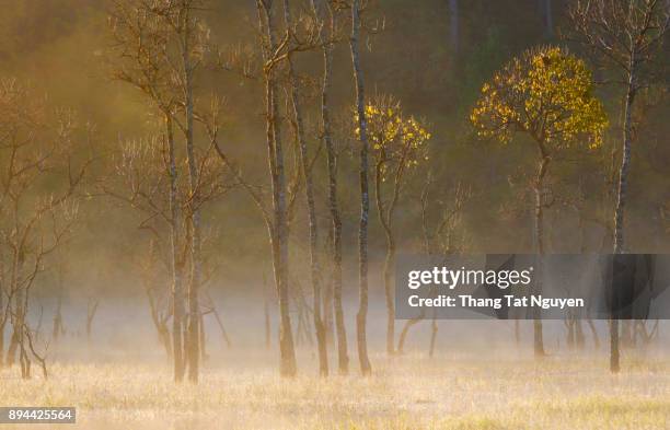 floating forest on lake in mist & sunlight - milk stream stock pictures, royalty-free photos & images