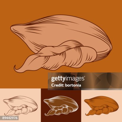 Cocoa Bean Cocoa Bean