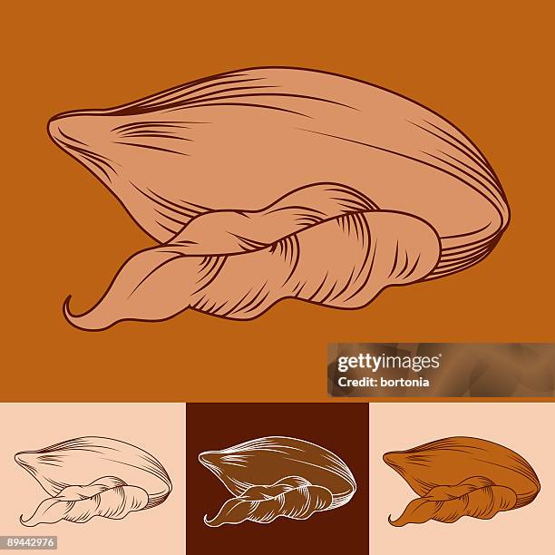 cocoa bean - cocoa beans stock illustrations