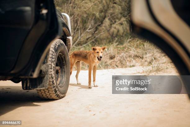 dingo prowling the beaches of fraser island - dingo imagens e fotografias de stock